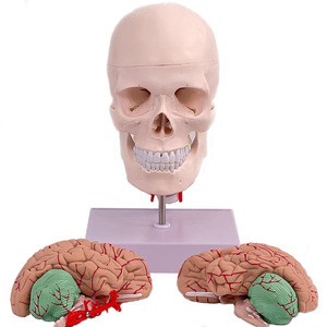 Modelo de cráneo <span class=keywords><strong>humano</strong></span> de tamaño real desmontable con 8 partes modelo de cerebro y vértebra cervical - Product Image 2