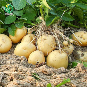 Fournisseur chinois <span class=keywords><strong>de</strong></span> pommes <span class=keywords><strong>de</strong></span> <span class=keywords><strong>terre</strong></span> fraîches, nouvelles pommes <span class=keywords><strong>de</strong></span> <span class=keywords><strong>terre</strong></span>, vente en gros, <span class=keywords><strong>prix</strong></span> frais en chine pour l'exportation <span class=keywords><strong>de</strong></span> pommes <span class=keywords><strong>de</strong></span> <span class=keywords><strong>terre</strong></span> fraîches - Product Image 6