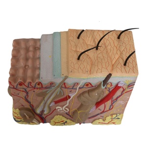 Modelo Anatómico Tridimensional de Piel con Ampliación 50x, Estructura de Tejido Cutáneo Humano en PVC, para Entrenamiento en Cirugía Estética - Product Image 5