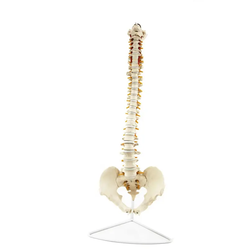 Mô hình giải phẫu xương chậu nữ cột sống và mô hình xương chậu của con người