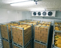 Cámara de maduración de plátanos y cámara frigorífica: Paneles para cámaras frigoríficas tipo walk-in usados en venta o cámara frigorífica comercial para plátanos verdes.