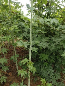 Kaiyange khô mang thai trà Mâm xôi đỏ OEM gói lá lỏng lẻo Mâm xôi đỏ thảo dược rây Rubus chingii lá Mâm xôi đỏ - Product Image 4