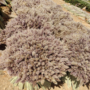 Ricco pacchetto personalizzato di Design colorato erba di pampa secca grande soffice naturale decorazione di nozze conservato pampa di fiori secchi erba - Product Image 1