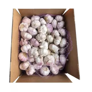 Wholesale Hot selling garlic price in china fresh china 3p pure white garlic fresh garlic