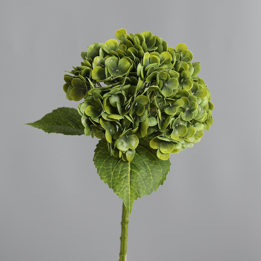 Cardamome verte