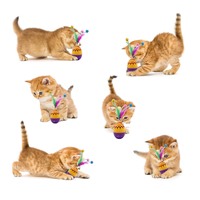 2025 Jouet pour chat amusant et simple en latex et plastique, avec bâton à puzzle, plume et œuf de Pâques, pour le divertissement et le soulagement de l'ennui, avec poulet oscillant et chat qui se balade