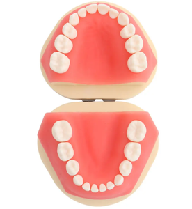 Modèles dentaires pour enfants, 24 dents de lait détachables, modèles d'enseignement oral pour hôpitaux et écoles dentaires - Product Image 5