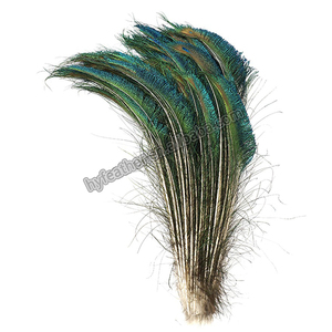 10-12 pollici tinto #1912 una spada naturale 20-25 pollici decorazione di natale <span class=keywords><strong>piume</strong></span> di coda a buon mercato grande occhio piuma di pavone per la vendita artigianale - Product Image 2