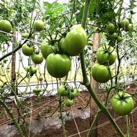 Filet de treillis en PP pour plantes grimpantes, filet de soutien pour concombres
