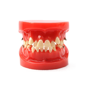 Vente en gros et au détail d'ensembles complets en acrylique modèle de dents dentaires étui orthodontique - Product Image 1
