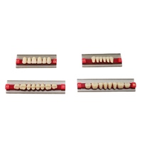 Dents dentaires artificielles en résine acrylique à deux couches