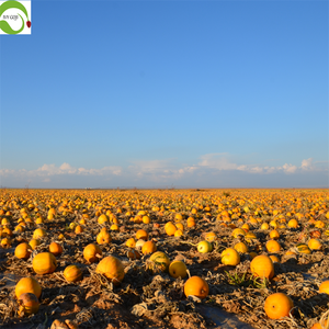 Semillas de Calabaza de Primera Calidad, Sin Cáscara, Grado Superior - Product Image 3