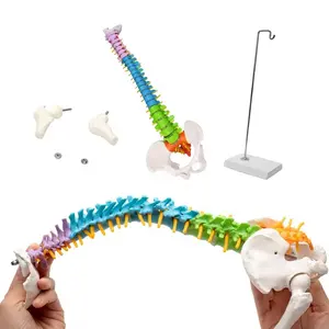 FRT018中型人体腰椎模型彩色脊柱骨架模型腿骨医学教学模型
