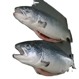 A buon prezzo filetti di pesce salmone congelato/fresco, salmone congelato/pesce salmone congelato filetto di salmone rosa