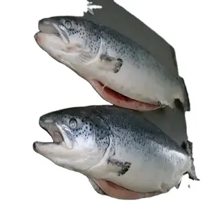 Goedkope Prijs Bevroren Zalmvisfilets/Verse, Bevroren Zalm/Roze Zalmfilet Bevroren Zalmvis