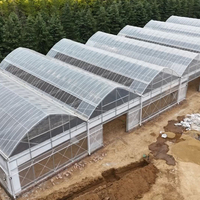 Serre Agricole Monocouche en Acier à Arceaux 20-100m, Tunnel Commercial Économique en Film PE pour Tomates, Grande Installation Facile
