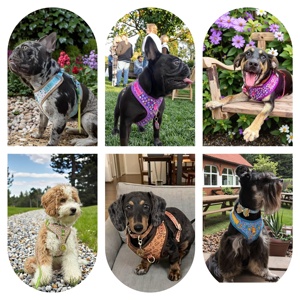 MIDEPET Nuovi Arrivi Esclusivi Pettorina di Lusso Non-Stop con Targhetta Identificativa Anti-Tiro Regolabile per Cani di Taglia Piccola, Media e Grande - Product Image 5