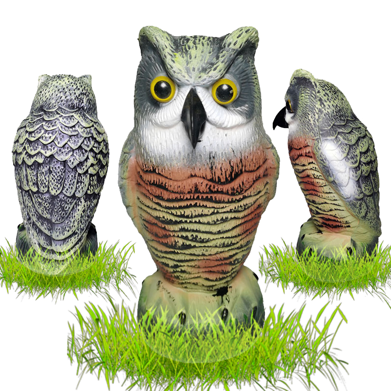 owl