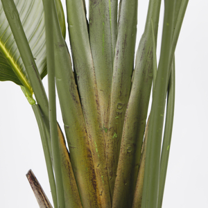 Plante artificielle de 240 cm, oiseau de <span class=keywords><strong>paradis</strong></span> artificiel en pot, plante verte pour la décoration intérieure de la maison et du bureau - Product Image 5