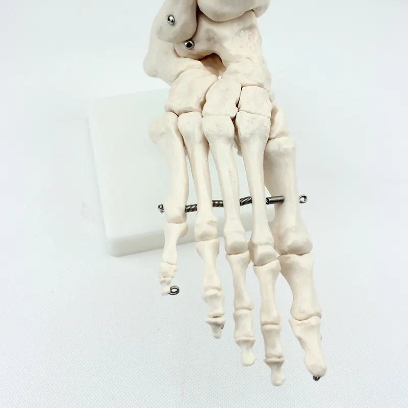 Markdown Vente Chine Circoncision Traitement Squelette Modèle Anatomique Enseignement Squelette Modèle Chine Hôpital Circoncision
