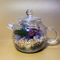 Jardinière de terrarium en verre transparent de forme moderne théière adaptée aux bonsaïs couverture de dôme en verre coloré décor à la maison pour jardin succulent