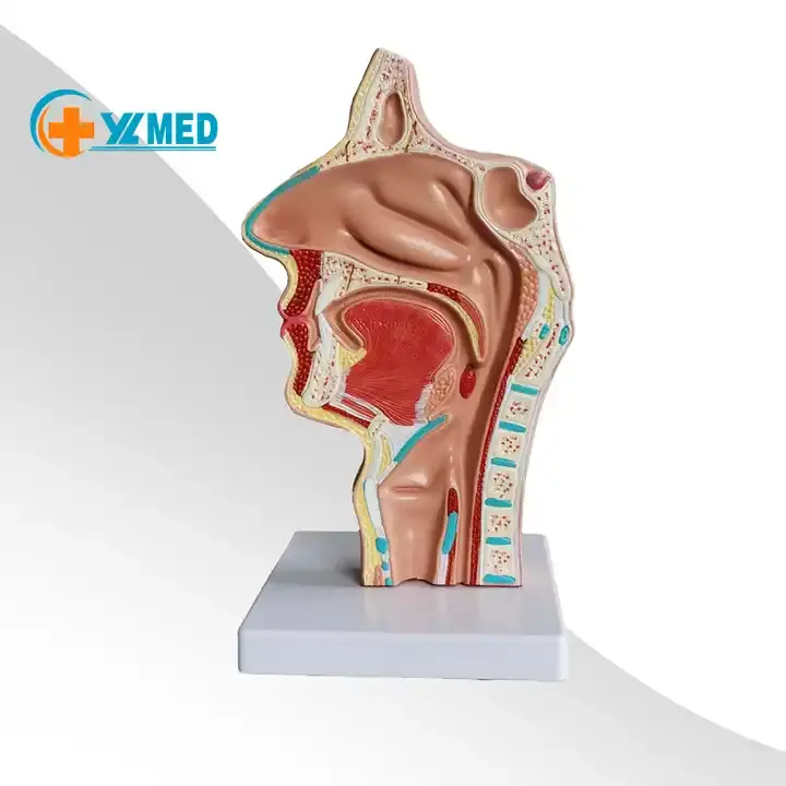 Tıbbi bilim patoloji anatomisi başın ağız, burun ve boğazın iç tarafının vasküler sinir modeli