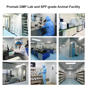 Kaninchen-Monoklonaler Antikörper gegen Bcl-2 für WB/IHC-Anwendungen Marke Promabio - Product Image 4