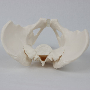 Modèle pelvien masculin de style ancien, modèle squelettique orthopédique pour l'enseignement et la démonstration - Product Image 3