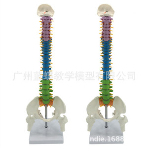 Modèle de colonne vertébrale humaine coloré de 45 cm, colonne vertébrale, bassin + fémur, modèle de colonne vertébrale humaine, position debout, colonne vertébrale - Product Image 3