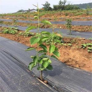 Toile <span class=keywords><strong>de</strong></span> paillage hydrophile en PP non tissé, perforée à l'<span class=keywords><strong>aiguille</strong></span>, blanche et noire, sur mesure, pour l'agriculture - Product Image 5