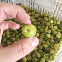 Commerciële professionele elektrische fruitontpitter voor lychee, longan, pruim, olijf, kers en mandarijn.