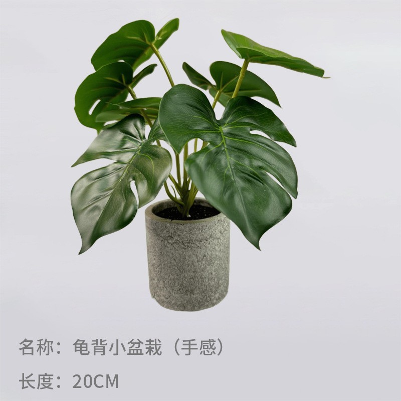 Mini plante en pot Monstera deliciosa de 20 cm (sensation)