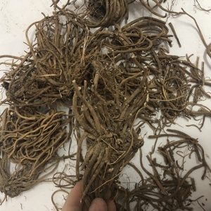 1019 approvisionnement direct d'usine en <span class=keywords><strong>vrac</strong></span> Valeriana officinalis racine de valériane - Product Image 1