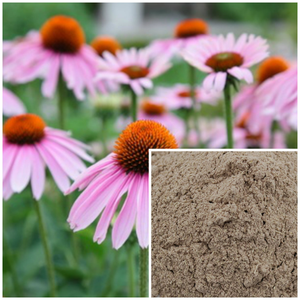 Ekinezya <span class=keywords><strong>Purpurea</strong></span> Gıda Sınıfı Bitkisel Ekstrakt Tozu Silika %60 Varilli Toplu Tedarikçi 90028-20-9 Sağlık Takviyeleri - Product Image 3