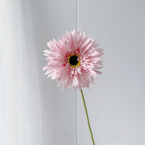 ดอกเจอร์เบอร์ราสีสันสดใสสำหรับจัดดอกไม้ <span class=keywords><strong>ราคา</strong></span>สุดคุ้ม โปรโมชั่นลดราคา - Product Image 4