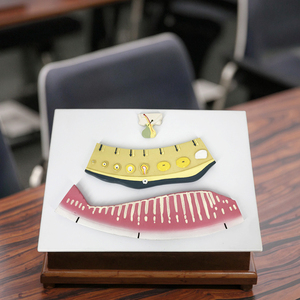 Mô hình giải phẫu điều dưỡng mô hình chu kỳ kinh nguyệt hiển thị những thay đổi định kỳ trong nội mạc tử cung của buồng trứng và các cơ quan đích - Product Image 2