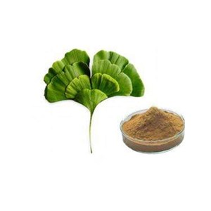 Gingko สารสกัดจากผง24% flavonoids ที่6% terpene lactones - Product Image 3