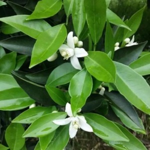 Aceite Esencial de Neroli Premium Citrus aurantium var. amara Linalool Limoneno |   Aceite de Neroli a Granel para el Equilibrio Emocional y Rejuvenecimiento de la Piel - Product Image 3
