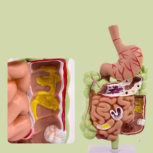 मानव गैस्ट्रिक कॉर्पोनल अनुभाग शरीर रचना रचना रचना रचना मॉडल - Product Image 3