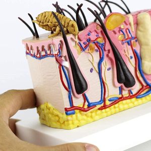 Modelo Educativo de Piel <span class=keywords><strong>Humana</strong></span> con Irritación por Agua y Pústulas, Modelo Anatómico de Piel <span class=keywords><strong>Humana</strong></span> para Ciencias, CE/ISO - Product Image 3