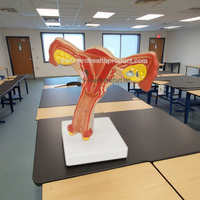 Modèle anatomique de l'utérus féminin pour les écoles de médecine, en plastique PVC durable, adapté à l'enseignement des étudiants, démonstration clinique