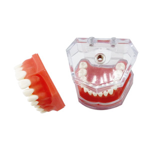 Materiales dentales, modelo de dientes desmontable, encías blandas, totalmente desmontable, para aprender y practicar la extracción de dientes, modelo 1:1. - Product Image 4