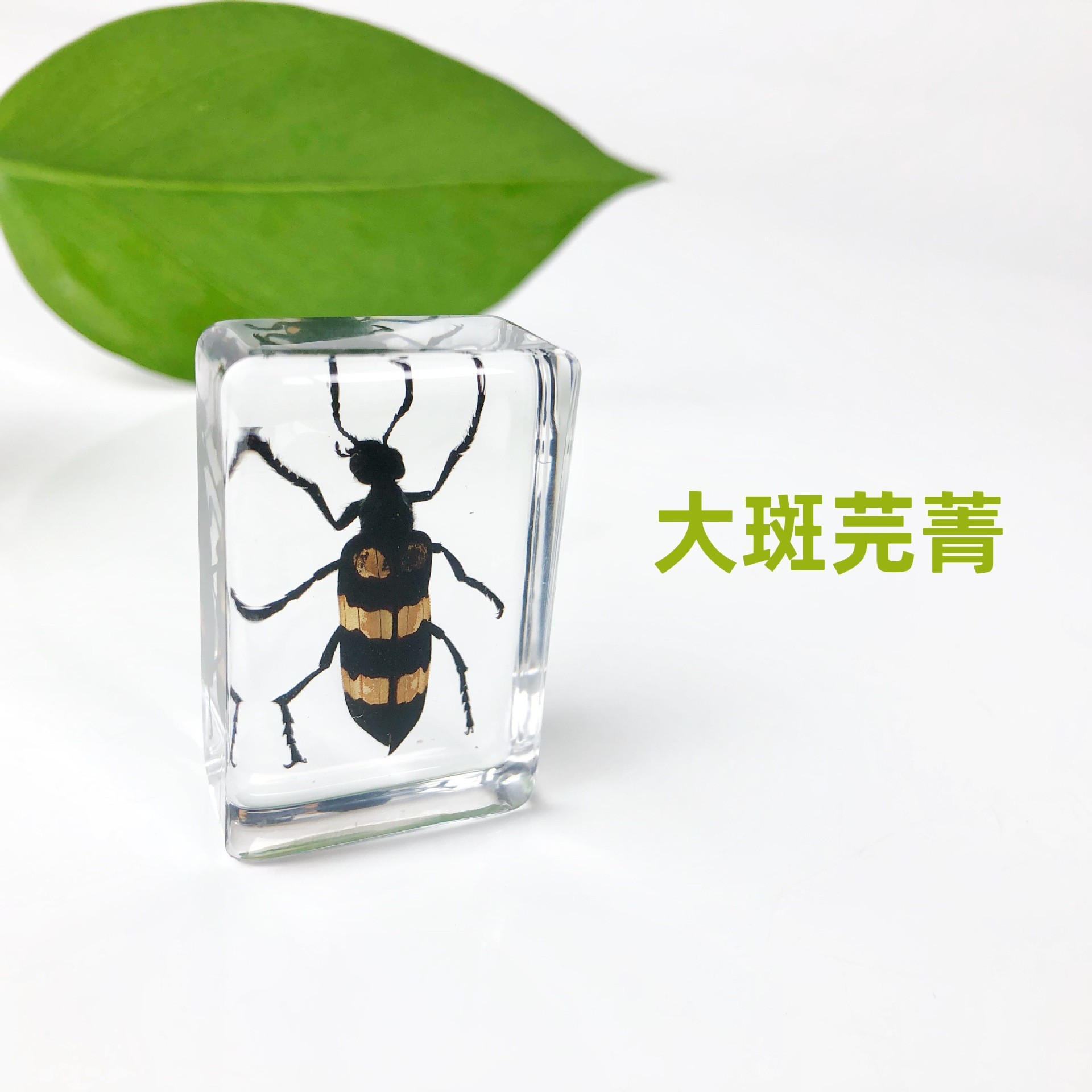 Coriandre à gros points Sp-442916mm