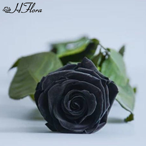 HFlora Factory Supply Wholesale Decorative Long Stem Preserved Rose for Celebration Wedding Valentine's Day Graduation <strong>Gift</strong> - Product Image 5