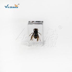 Plastomount Transparente con Insecto Encapsulado, Muestra Real <span class=keywords><strong>de</strong></span> Hymenoptera <span class=keywords><strong>para</strong></span> Investigación <span class=keywords><strong>de</strong></span> Laboratorio <span class=keywords><strong>de</strong></span> Entomología, CE/ISO/ROHS/CNAS - Product Image 5