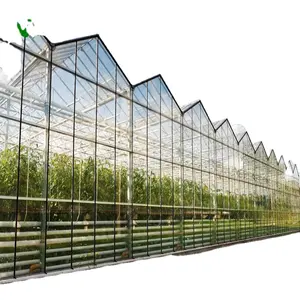 Agricultural Aquaponic Strawberry Multispan Glass Green House Farm for Sale Intelligent Garden Glass Greenhouse with Cooling