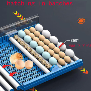 <span class=keywords><strong>116</strong></span> 136PCs Incubadoras de huevos de pollo Incubadora de huevos tipo cajón - Product Image 5