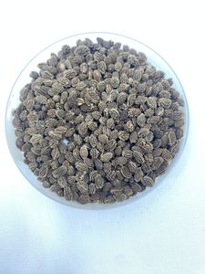 Graines de papaye à haut rendement Botani California IPB, variété de papaye douce, fournisseur de semences agricoles pour fruits tropicaux - Product Image 4