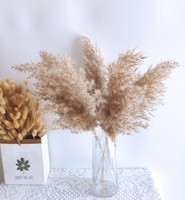 Herbe de la Pampa en Gros pour Décoration de Mariage, Fleur Immortelle, Accessoires de Photographie, Grande Herbe de la Pampa