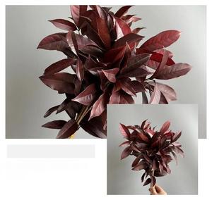 10 pièces couronnes de <span class=keywords><strong>laurier</strong></span> séchées naturelles pour les graduations séchées pour toujours conservées plantes vertes stabilisées tige <span class=keywords><strong>fleur</strong></span> d'osmanthus - Product Image 4